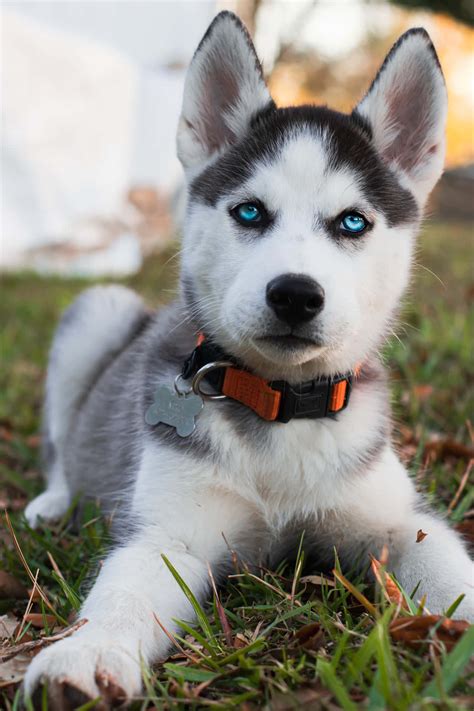 Husky Blue Eyes Wallpaper