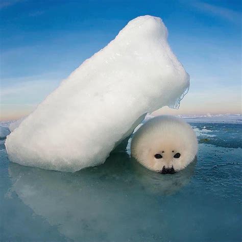 WildLife Planet on Instagram: “Baby harb seal! Did you know that ...