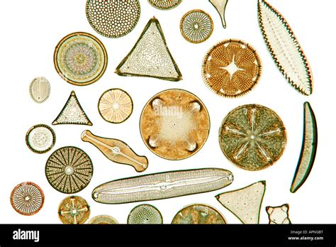 Freshwater Diatoms Identification