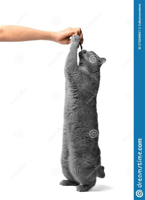 The Cat on Its Hind Legs Reaches for a Treat Stock Image - Image of ...