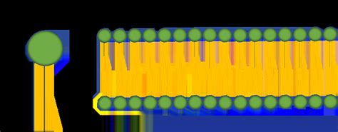 Cell Membrane Bilayer