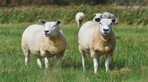 Best Meat Sheep Breeds List: Definitive Guide - SheepCaretaker