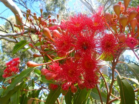 Corymbia 'Summer Red' - Angus’s Top Ten Small Australian Trees ...