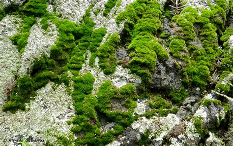 Free photo: Moss on rocks - Growth, Moss, Nature - Free Download - Jooinn