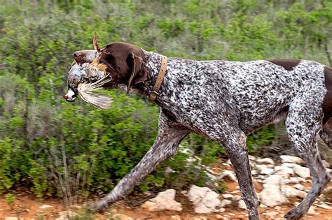 German Shorthaired Pointer: Dog Breed Profile and Information