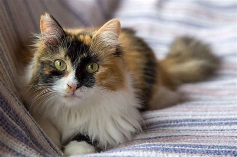 Are Calico Cats Affectionate?