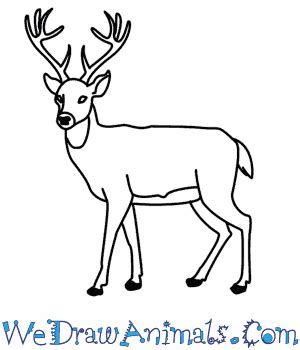 How To Draw A Deer