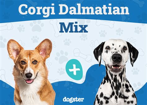 Corgi-Dalmatian (Dalmatian & Corgi Mix): Info, Pictures, Care & More ...