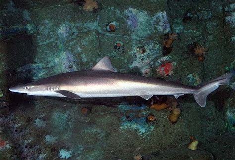 Conservationists urge U.S. to protect impacted tope shark