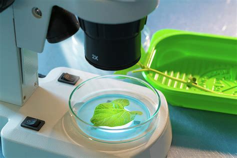 Plant Leaf In A Petri Dish Under The Microscope Photograph by Wladimir Bulgar/science Photo Library