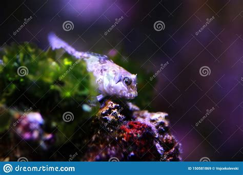 Mediterranean Tompot Blenny Fish - Parablennius Gattorugine Stock Image - Image of aquatic ...