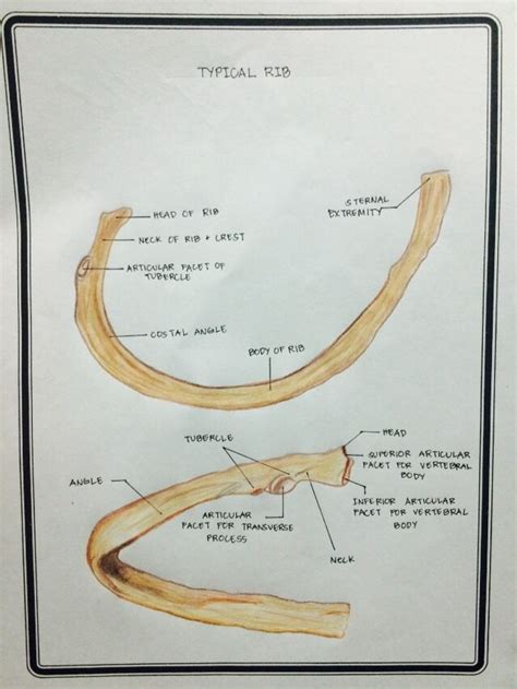 Typical rib | Medical school stuff, Atypical rib, Medical student study