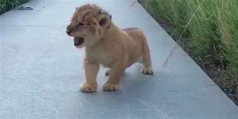 Watch: Adorable Baby Lion Tries to Roar for the First Time