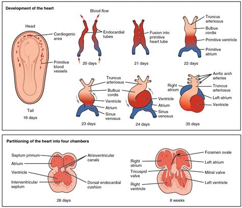 Development of the Heart | Anatomy and Physiology II