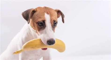 Can Dogs Eat Banana Peels? – Dogs 'N Stuff