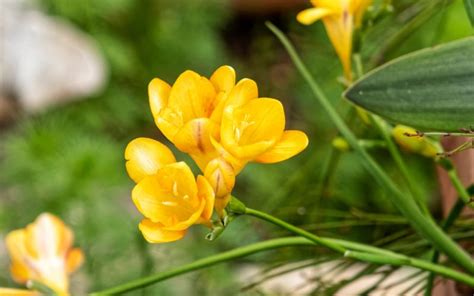 17 Distinct Freesia Varieties - 'Select By The Nose As Well As The Eye' Says Dan Ori ...