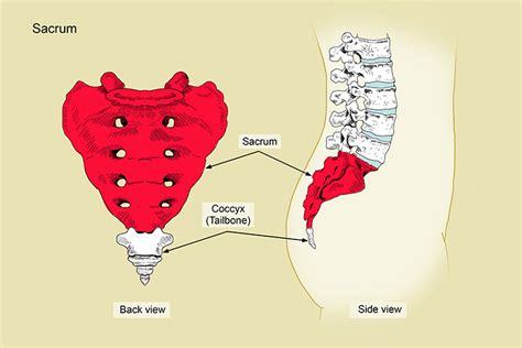 Sacrum Anatomy Diagram