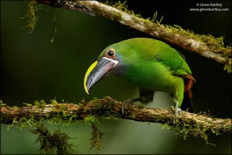 Emerald Toucanet (Aulacorhynchus prasinus) | Focusing on Wildlife