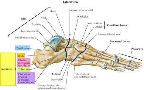 Calcaneus bone anatomy, function, calcaneus pain & calcaneus fracture