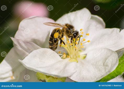 Honey Bee, Pollination Process Stock Image - Image of nature, micro ...