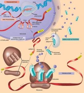 Where Does Protein Synthesis Take Place - Protein Synthesis