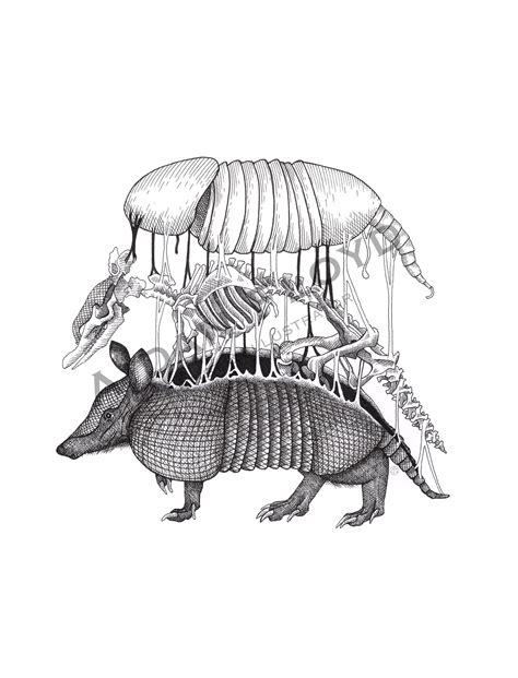 Armadillo Anatomy Illustration Art Print Original - Etsy