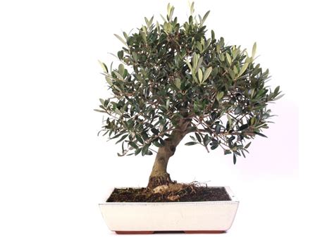 Care guide for the Olive Bonsai tree (Olea europaea) - Bonsai Empire