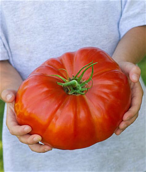 Beefsteak Tomato Health Benefits, Nutrition, Recipes, Substitutes