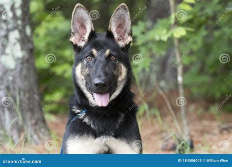 Young German Shepherd K9 Police Dog in Training Stock Image - Image of ...