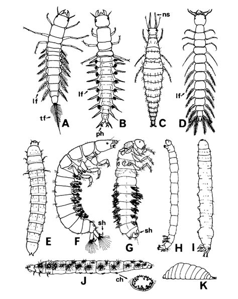 Larvae of aquatic holometabolous insects. A-Sialis sp. (Megaloptera ...