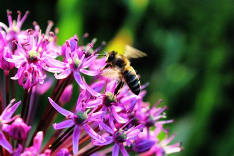 Busy Bee Free Stock Photo - Public Domain Pictures