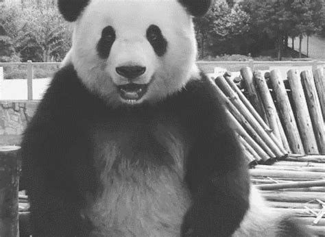 Thinking Of You Panda GIF by MOODMAN - Find & Share on GIPHY