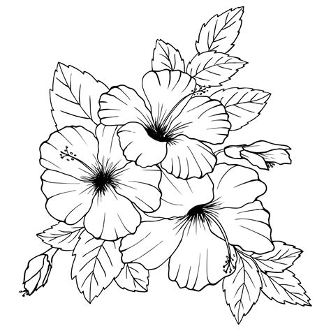 Hibiscus flowers drawing and sketch with line art on white backgrounds. 2302613 Vector Art at ...