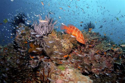 Cairns Travel Guide | Great Barrier Reef & Port Douglas Info | Divers Den