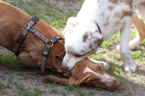 Interpretar el lenguaje corporal del perro no es siempre sencillo ...