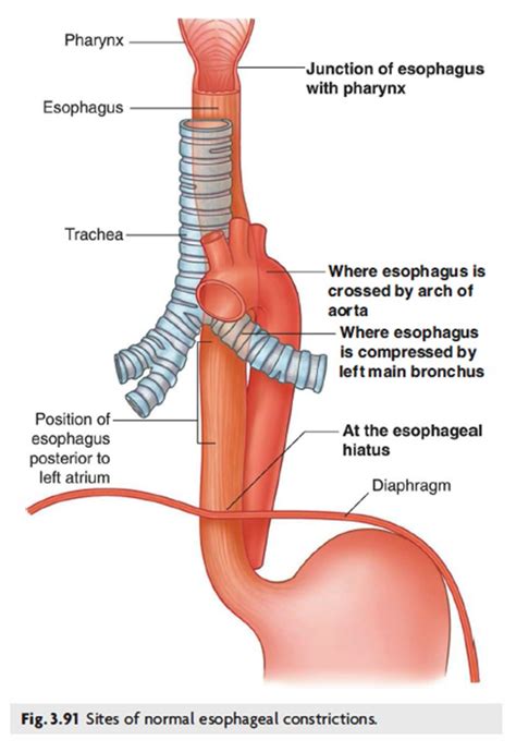 Histology of the Esophagus and Stomach