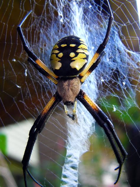 [CT] Yellow Orb Weaver Close up : r/spiders