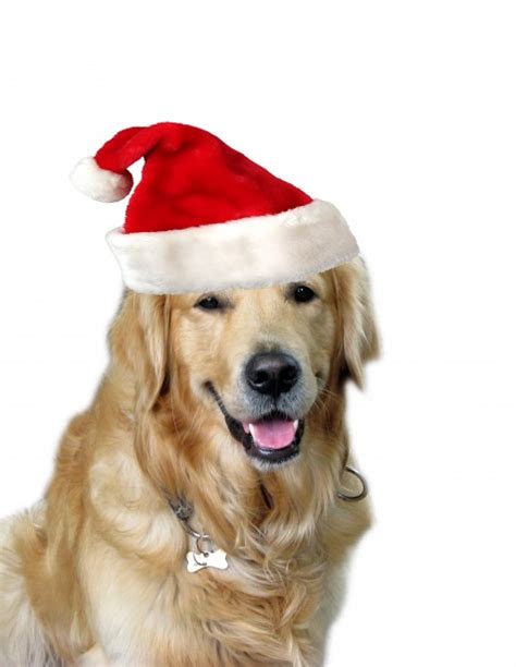 Christmas Dog Santa Hat Free Stock Photo - Public Domain Pictures