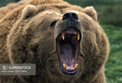 Aggressive, animal, animals, attack, bear, Brown bear, Grizzly, head ...