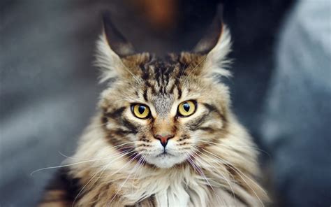 Maine Coon Cat - Good information - Neat-Pets ( Dogs & Cats )