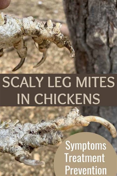 Scaly Leg Mites In Chickens: Symptoms, Treatment, And Prevention