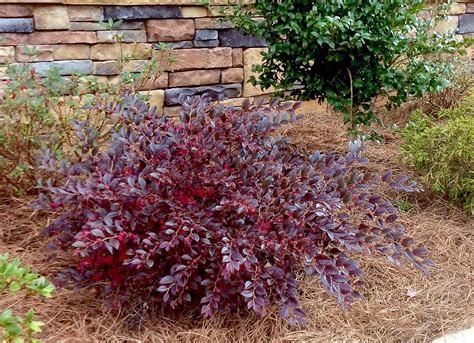 Dwarf Loropetalum Purple Diamond