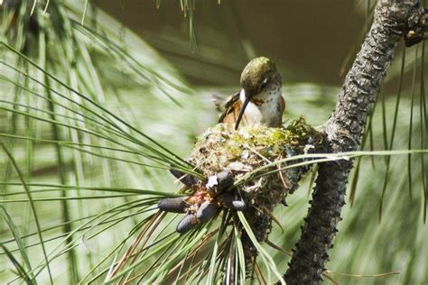 Rufous Hummingbird Nest | Rufous Hummingbird building her ne… | Flickr