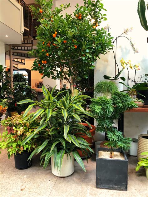 Low maintenance indoor plants - antigulu