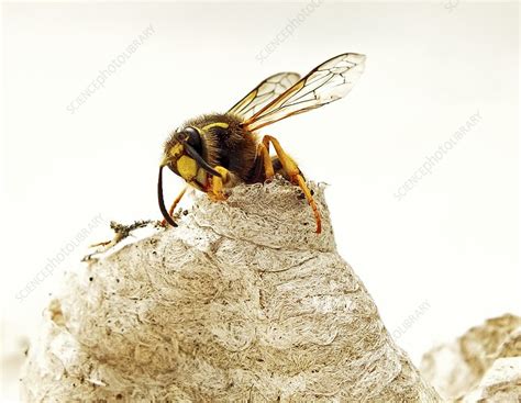 Queen wasp emerging from nest - Stock Image - C020/5886 - Science Photo ...