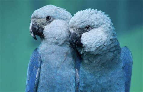 Spix Macaw | Bird breeds