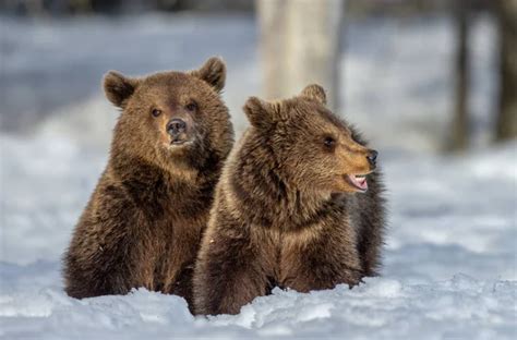 She Bear Cub Snow Bear Cub Standing His Hind Legs Stock Photo by ...