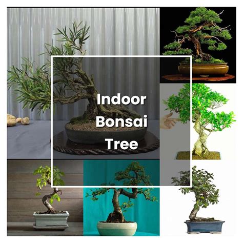 How to Grow Indoor Bonsai Tree - Plant Care & Tips | NorwichGardener