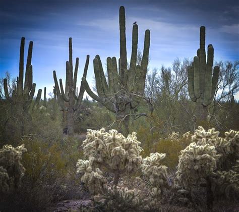 Cacti & Dove (2) | Mourning Dove are everywhere in the Sonor… | Flickr