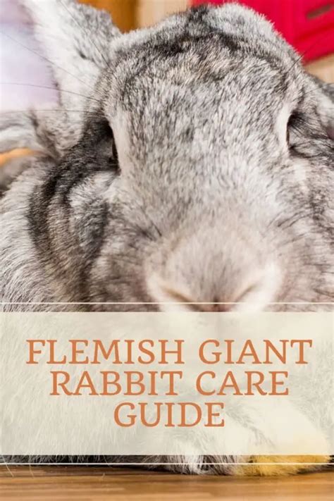 Flemish Giant Rabbit: Diet | Size | Breeding | Housing | Hutch and Cage